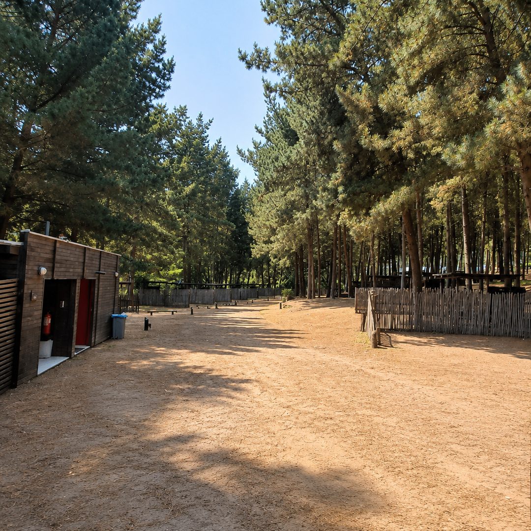 Sitio amplio y despejado entre el bosque de pinos