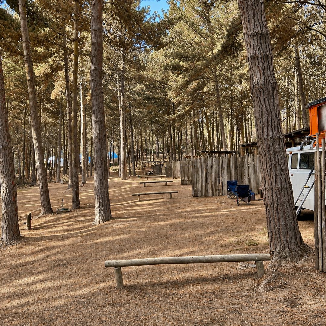 Sendero del camping con mesa y sombra de los pinos